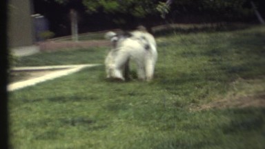 1972: Dogs Play Joyfully at Grand Canyon, Arizona