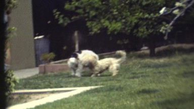 1972: Man in Blue Shorts and White Shorts Passing Through a Lawn