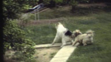 1972: dogs are seen GRAND CANYON, ARIZONA