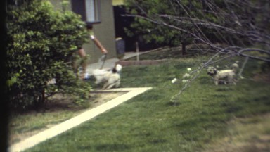 1972: dogs are seen GRAND CANYON, ARIZONA