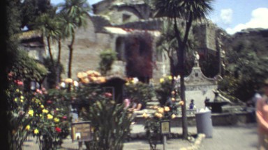 1972: a close up of a flower scene GRAND CANYON, ARIZONA