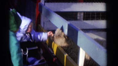 1963: children feeding a sheep through a fence at a petting zoo CAMDEN