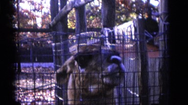 1963: child feeds hungry fawn while llama vies for attention at zoo CAMDEN