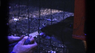 1963: child feeding deer CAMDEN, NEW JERSEY