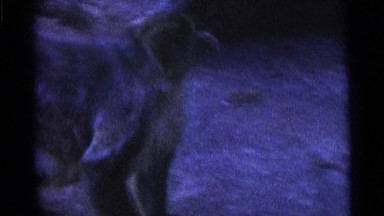 1963: Watching Monkey Is Fun, to See Them Jumping and Playing Around Camden