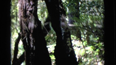 1968: A Forest Area is Seen in Cottonwood, Arizona