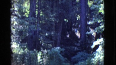 1968: Footage of Tall Trees During Family Getaway in Cottonwood, Arizona