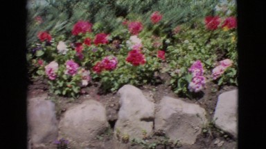 1968: Panorama of Colorful Flowers and Bushes Above a Rock Wall Cottonwood
