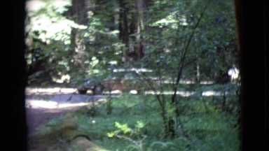 1968: slow moving sedan on the road flanked by giant trees COTTONWOOD, ARIZONA