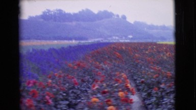 1968: a big and wide field filled with colorful rows of different flowers