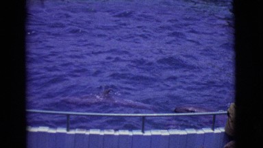 1968: visiting the dolphin ! COTTONWOOD, ARIZONA
