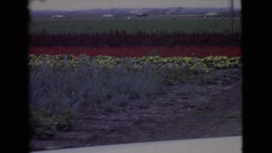 1968: a garden is seen COTTONWOOD, ARIZONA