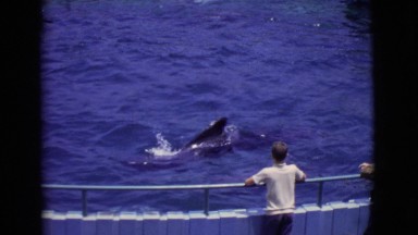 1968: dolphins are seen COTTONWOOD, ARIZONA