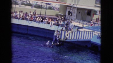1968: aquarium trainer rewards marine mammals by feeding them