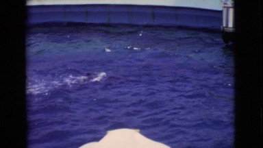 1968: dolphins are seen COTTONWOOD, ARIZONA