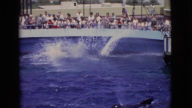 1968: watching dolphins perform at the aquarium COTTONWOOD, ARIZONA