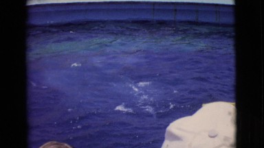 1968: dolphins are seen COTTONWOOD, ARIZONA