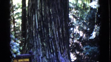 1968: Giant Redwood Tree Zilt Up to the Highest Top Limbs Cottonwood, Arizona