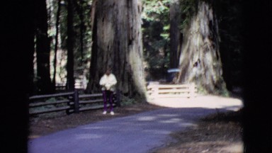 1968: A Person at Col. Armstrong National Park Standing by Giant Redwoods