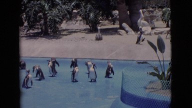 1968: penguins in the zoo COTTONWOOD, ARIZONA