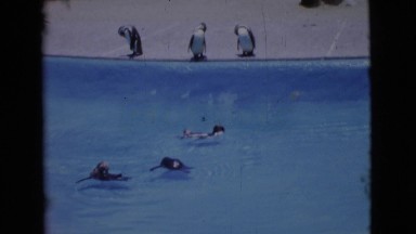 1968: people visiting a zoo and watching various birds behind an enclosure