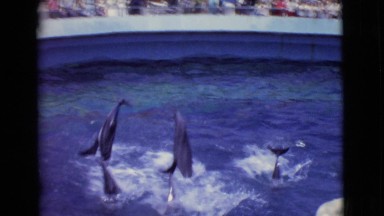 1968: sensational presentation in the aquatic park of dolphins