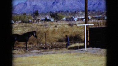 1968: a boy on a farm feeding hay to a beautiful horse CLARKSDALE, ARIZONA