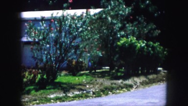 1958: trees, shrubs and plants on the side of a yard on a house by a road.