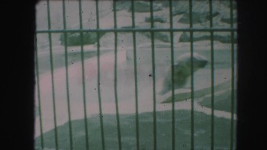 1958: polar bear behind bars swims in tiny circles AMES, IOWA