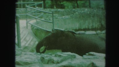 1958: an elephant is seen and a person is seen viewing it AMES, IOWA