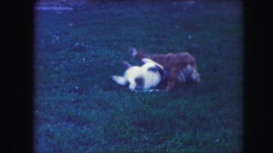 1958: dogs are playing together in the backyard, tangling and having fun with