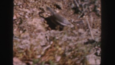 1958: squirrel roaming in search of food COLORADO