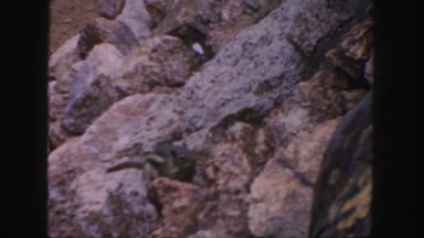 1958: A Cute Squirrel or Chipmunk Searching Large Rock Crevices for Food