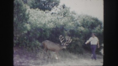 1958: deer befriends man COLORADO