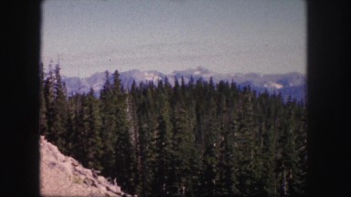 1958: green coniferous forest in the valley of blue mountains