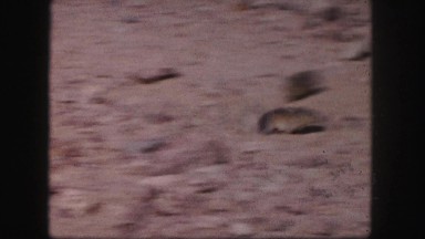 1958: two small rodents running back and forth on the desert floor COLORADO
