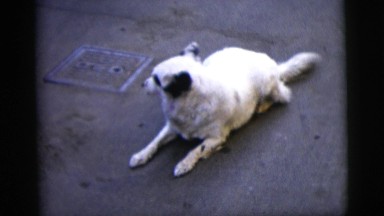 1958: excited canine friend patiently awaiting the owner for some treats