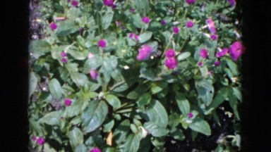 1960: a close up of a flower scene WAUCONDA, ILLINOIS