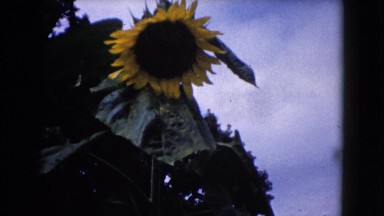1960: sunflower in the wind WAUCONDA, ILLINOIS