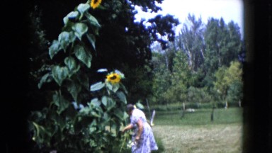 1960: old mom taking care of the yellow flowers in the garden WAUCONDA, ILLINOIS