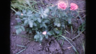 1960: a flowering plant in the ground with two pink flowers WAUCONDA, ILLINOIS
