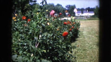 1960: beautiful garden flowers with a farmhouse in the background WAUCONDA