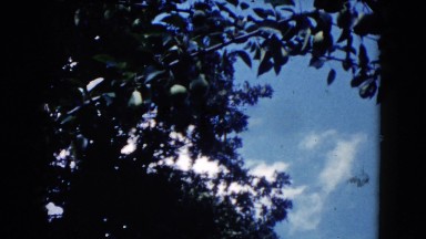 1960: a close up of a flower scene WAUCONDA, ILLINOIS
