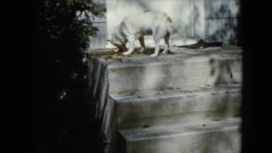 1960: a slightly mottled white dog is feeding with a bone on stairs WAUCONDA