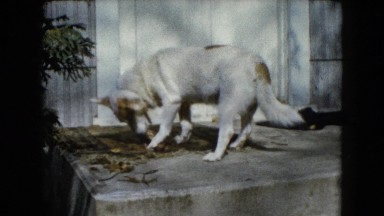 1960: white and brown dog eating a bone in front of a door of a house WAUCONDA