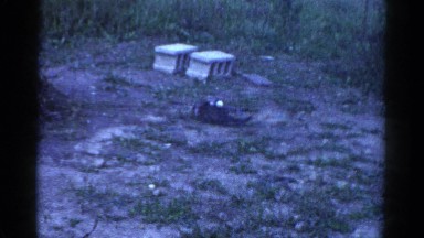 1959: two small cats fighting, chasing and playing in the yard CATSKILL GAME
