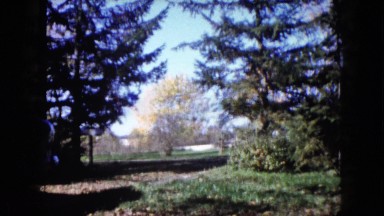 1960: park with full of trees of different shapes and colors WAUCONDA, ILLINOIS