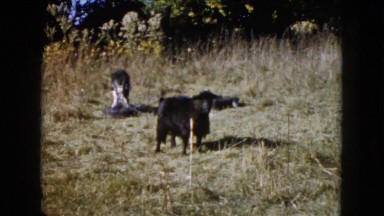 1960: A Girl Petting a Goat in Wauconda, Illinois