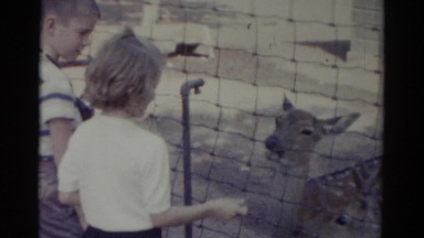 1959: A Child Petting a Deer at Catskill Game Farm, New York