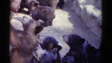 1959: Orphaned Baby Bear Cubs Curious About Zoo Visitors at Catskill Game Farm, New York